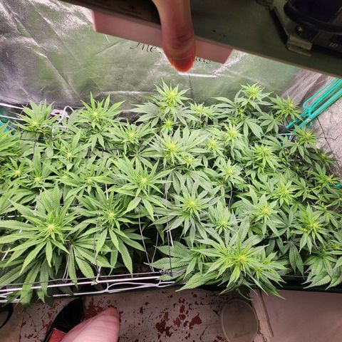 the Esoteric (Magus) growlog timeline photo