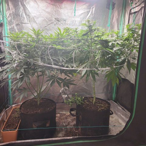 the Esoteric (Magus) growlog timeline photo