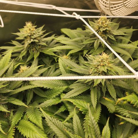 the Kineticist growlog timeline photo