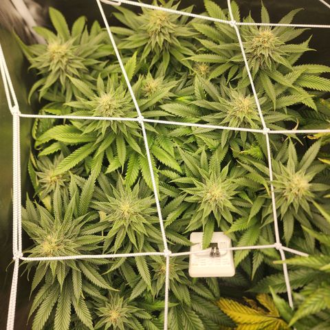 the Kineticist growlog timeline photo