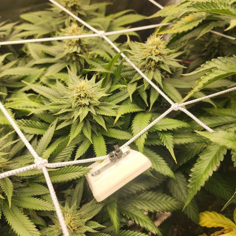 the Kineticist growlog timeline photo