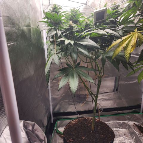 the Kineticist growlog timeline photo