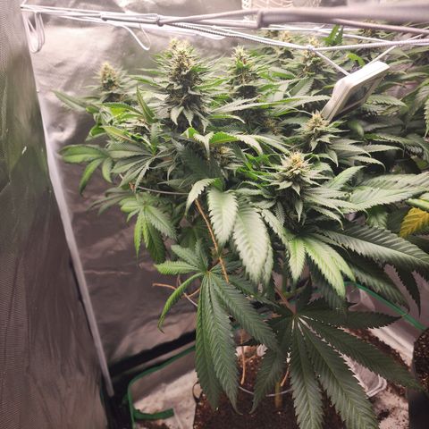 the Kineticist growlog timeline photo