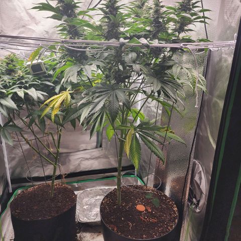 the Bloodrager growlog timeline photo