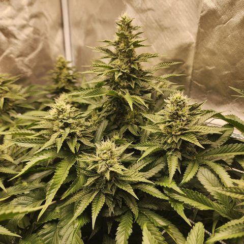 the Bloodrager growlog timeline photo