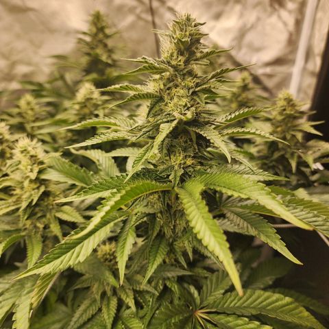 the Bloodrager growlog timeline photo