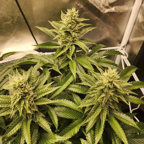 the Bloodrager growlog timeline photo