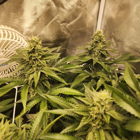 the Bloodrager growlog timeline photo