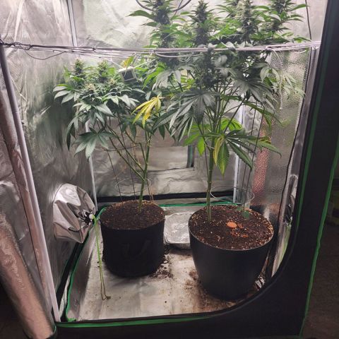 the Kineticist growlog timeline photo