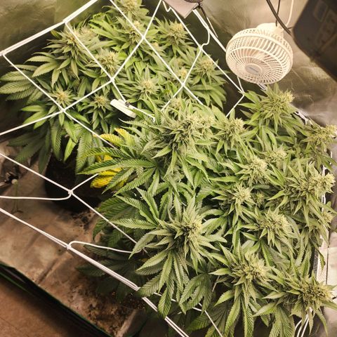 the Kineticist growlog timeline photo