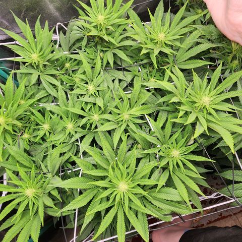 the Esoteric (Magus) growlog timeline photo