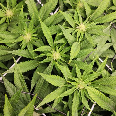 the Esoteric (Magus) growlog timeline photo