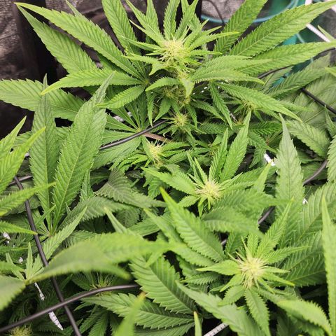 the Esoteric (Magus) growlog timeline photo