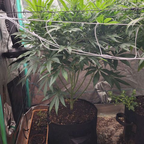 the Esoteric (Magus) growlog timeline photo