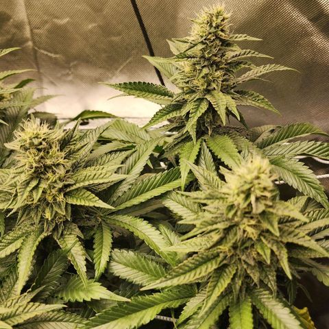 the Bloodrager growlog timeline photo