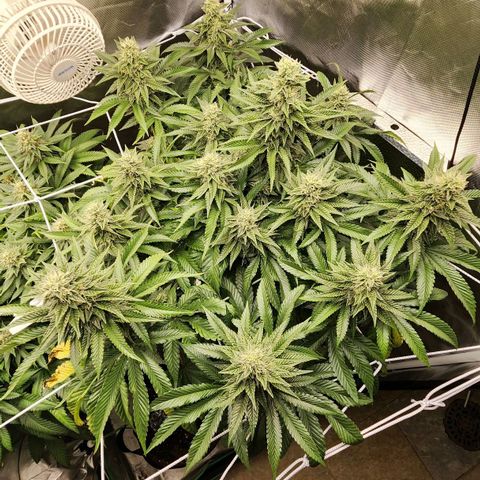 the Bloodrager growlog timeline photo