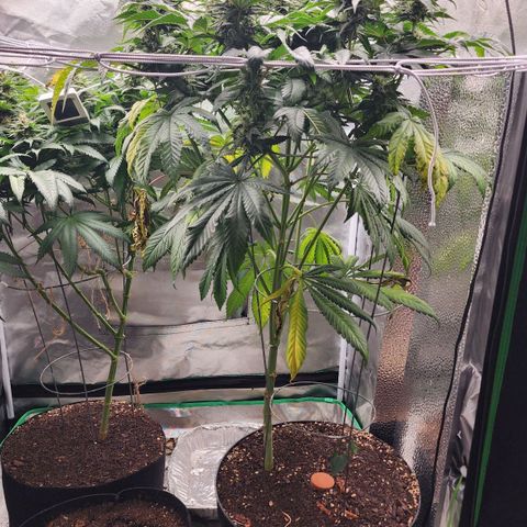 the Bloodrager growlog timeline photo