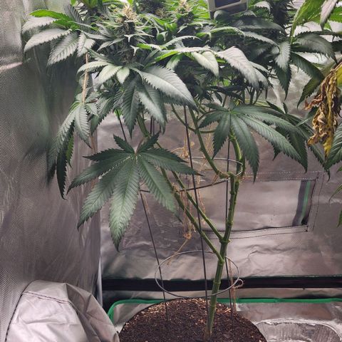 the Kineticist growlog timeline photo