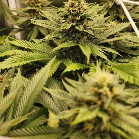 the Kineticist growlog timeline photo