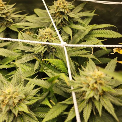 the Kineticist growlog timeline photo