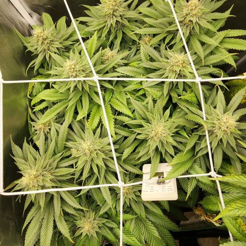 the Kineticist growlog timeline photo