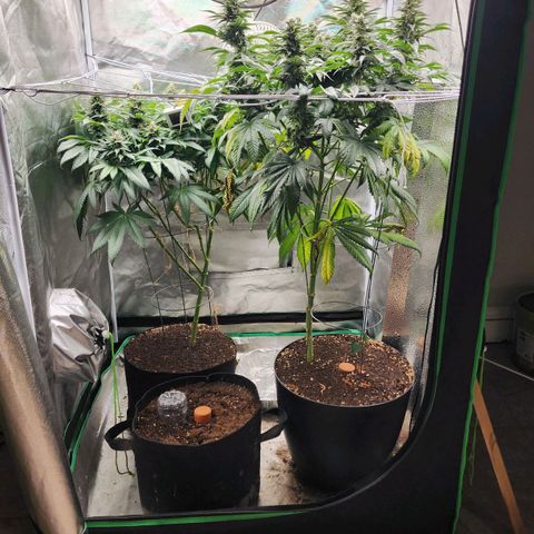 the Kineticist growlog timeline photo