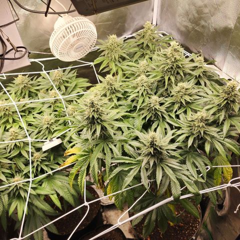 the Kineticist growlog timeline photo
