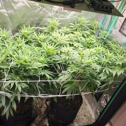 the Esoteric (Magus) growlog timeline photo