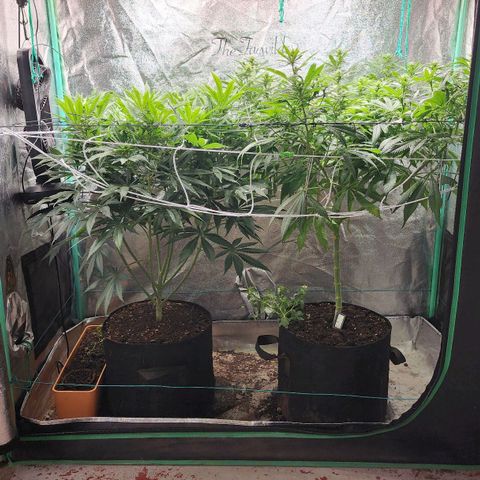 the Esoteric (Magus) growlog timeline photo