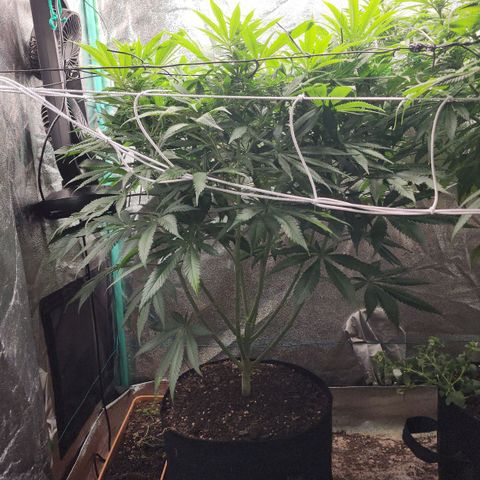 the Kineticist growlog timeline photo