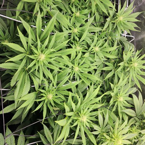 the Kineticist growlog timeline photo