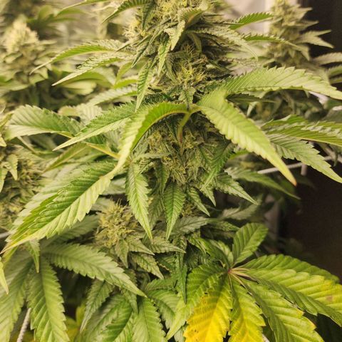 the Bloodrager growlog timeline photo