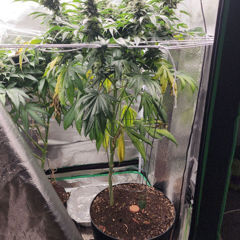 the Bloodrager growlog timeline photo