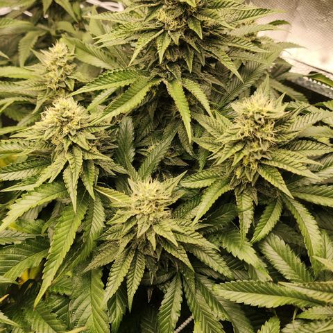 the Bloodrager growlog timeline photo