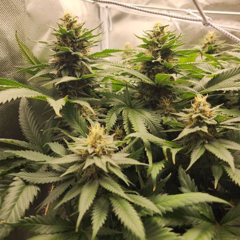the Kineticist growlog timeline photo