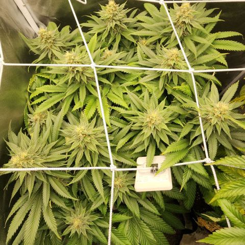 the Kineticist growlog timeline photo