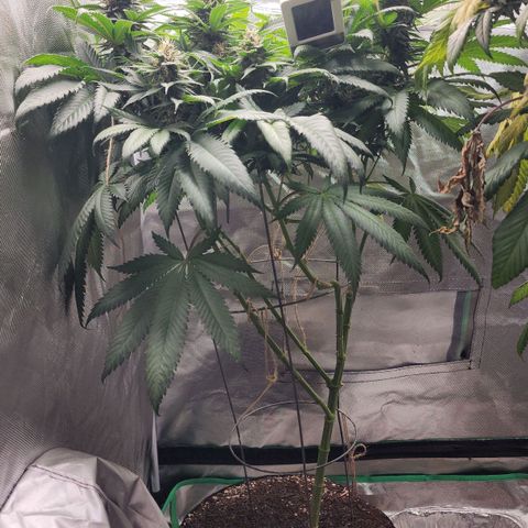 the Kineticist growlog timeline photo