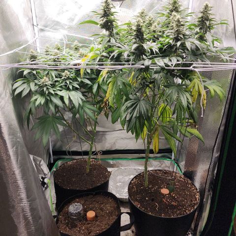 the Kineticist growlog timeline photo