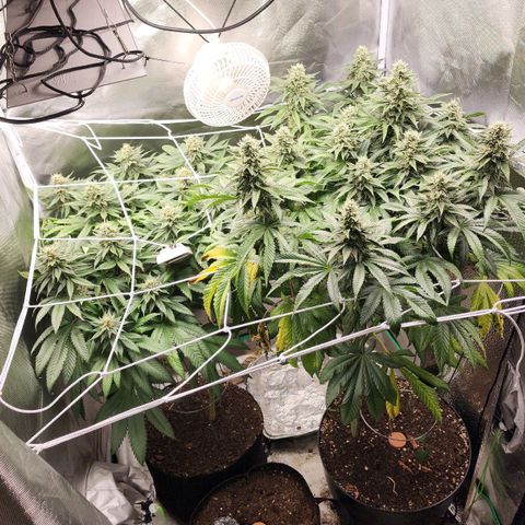 the Kineticist growlog timeline photo