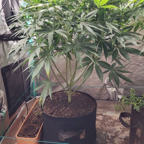 the Esoteric (Magus) growlog timeline photo