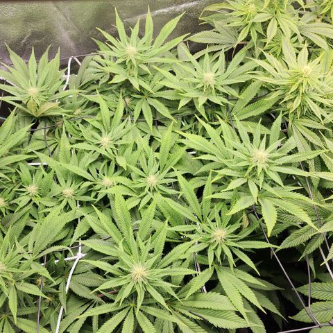 the Esoteric (Magus) growlog timeline photo