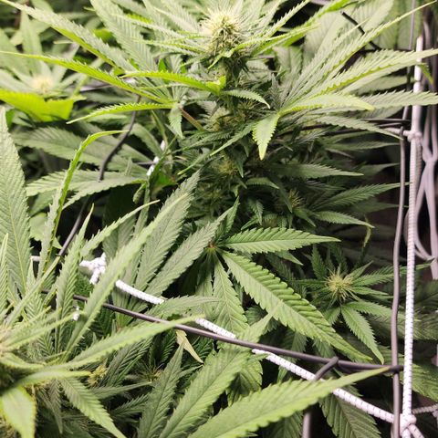 the Esoteric (Magus) growlog timeline photo