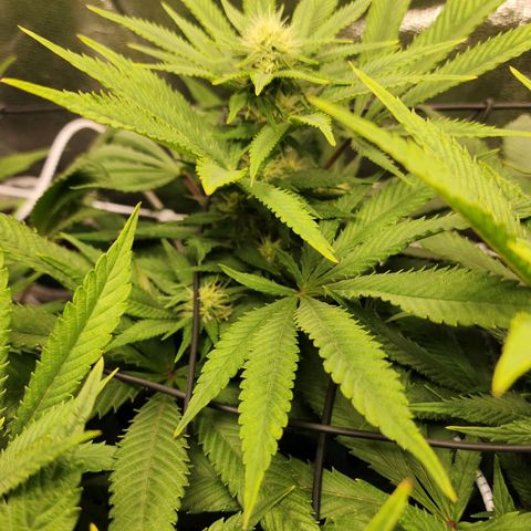 the Esoteric (Magus) growlog timeline photo