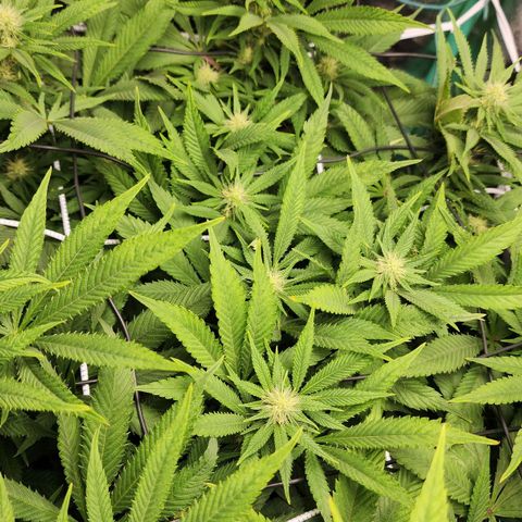 the Esoteric (Magus) growlog timeline photo