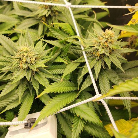 the Kineticist growlog timeline photo