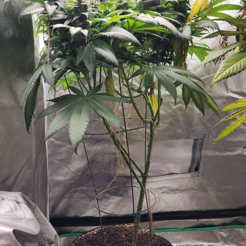 the Kineticist growlog timeline photo