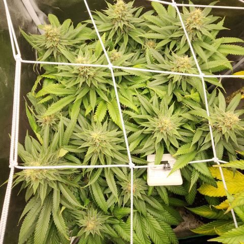 the Kineticist growlog timeline photo