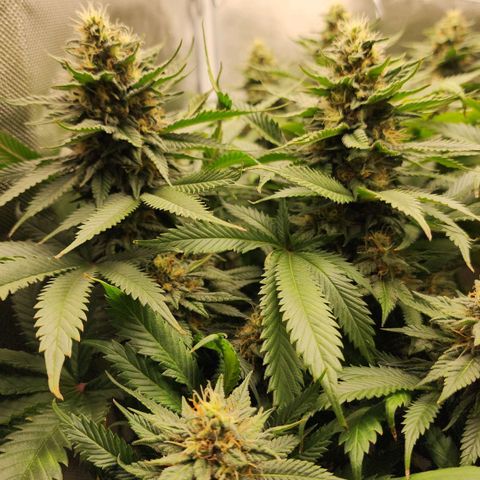 the Kineticist growlog timeline photo