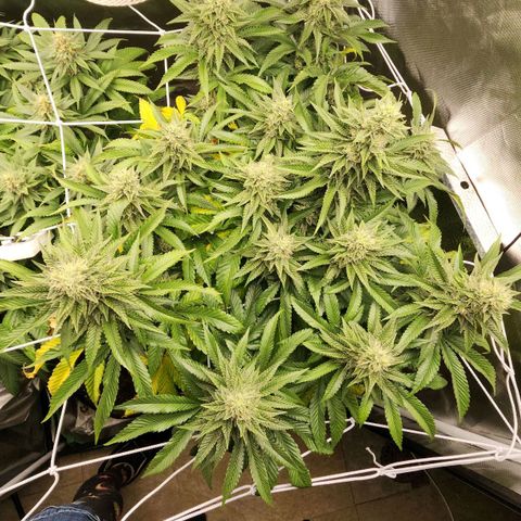 the Bloodrager growlog timeline photo