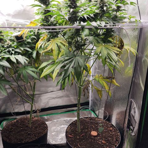 the Bloodrager growlog timeline photo